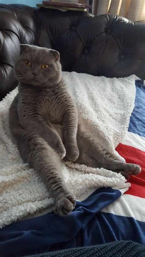 scottish fold buddha pose|scottish fold cat sitting.